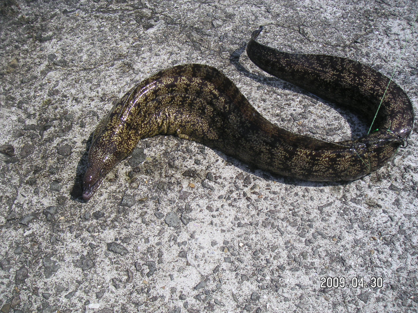 やばいです。危険なウツボ